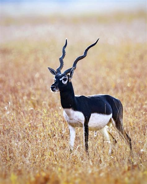 Unveiling the Enchanting Beauty of Velavadar: Serene Abode of the Majestic Blackbuck