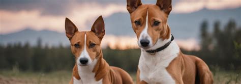 Unveiling the Enchanting Characteristics of Basenjis: