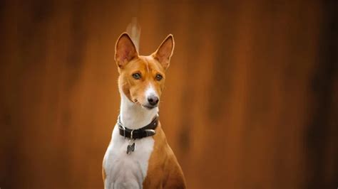 Unveiling the Enchanting Melody: Basenji Yodel