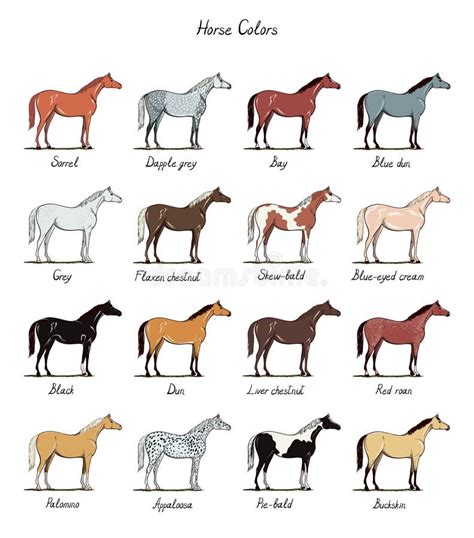 Unveiling the Enchanting Spectrum of Arabian Horse Colors: A Comprehensive Guide