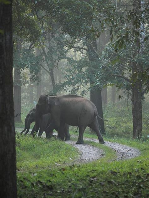 Unveiling the Enchanting Tholpetty Wildlife Sanctuary: A Paradise for Nature Enthusiasts