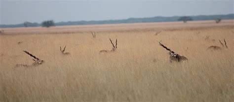 Unveiling the Enchanting Wilds of Velavadar National Park