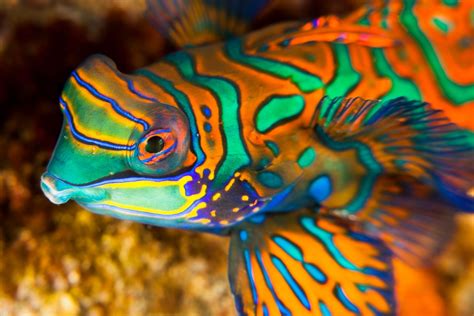 Unveiling the Enchanting World of Mandarin Fish Species