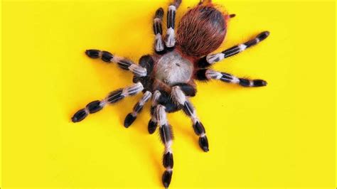 Unveiling the Enchanting World of Peacock Tarantulas: A Comprehensive Guide