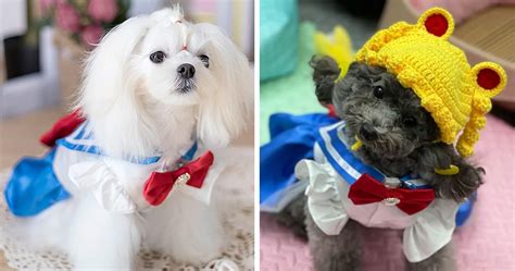 Unveiling the Enchanting World of Sailor Moon Dog Costumes: Guiding Your Canine towards Magical Transformations