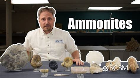 Unveiling the Enigmatic Ammonites