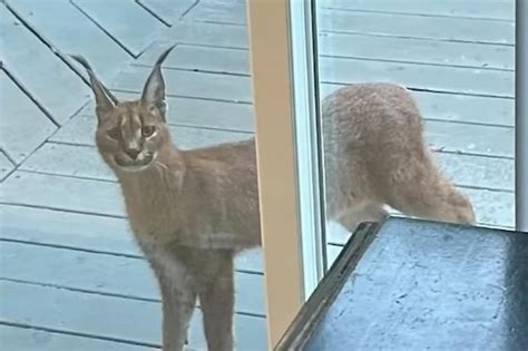 Unveiling the Enigmatic Charm of the Caracal Cat in the Heart of Chicago