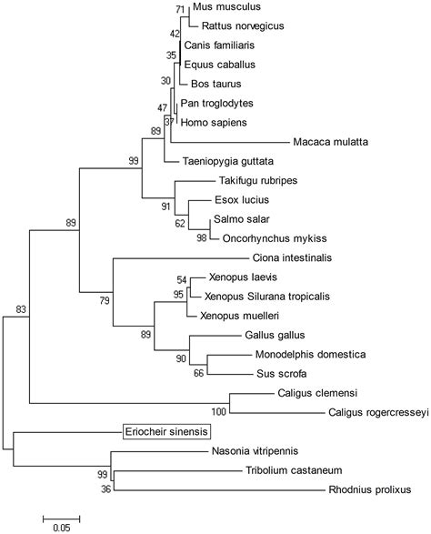 Unveiling the Enigmatic Lacelet: A Journey Through the Phylogenetic Tapestry