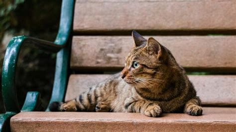 Unveiling the Enigmatic World of Brown Cats: A Rare and Enchanting Breed