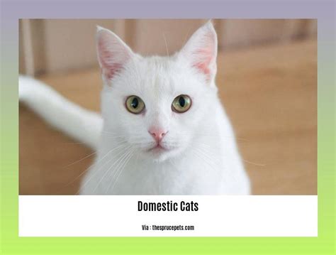 Unveiling the Enigmatic World of Exotic Domestic Cat Breeds: A Comprehensive Guide