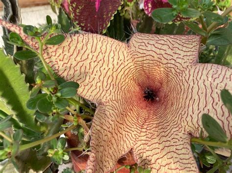 Unveiling the Enigmatic World of Stapelia Gigantea: A Comprehensive Guide