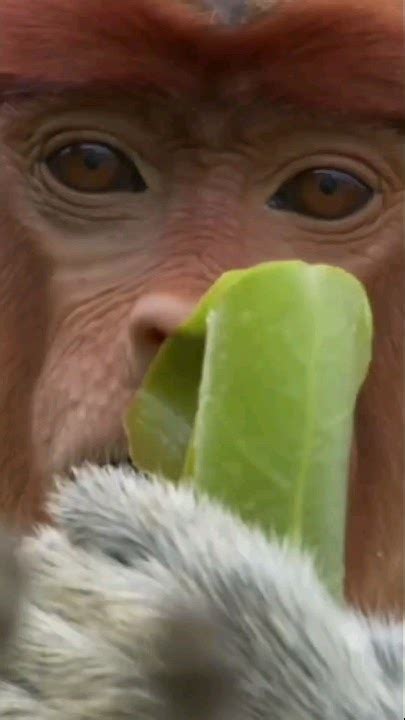 Unveiling the Enigmatic Za Dong Monkey