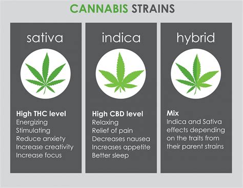 Unveiling the Essence of Indica Flower: A Comprehensive Guide