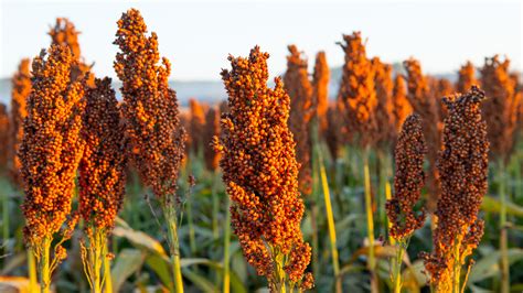 Unveiling the Essence of Malaysia's Cloud 9 Sorghum: A Comprehensive Guide