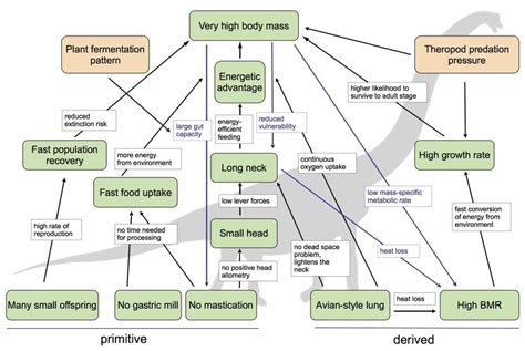 Unveiling the Evolutionary Cascade