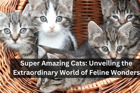 Unveiling the Extraordinary World of Felicity Feline: A Comprehensive Guide to Feline Well-being