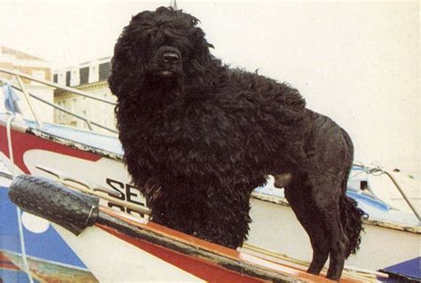 Unveiling the Golden Portuguese Water Dog: A Historical Perspective