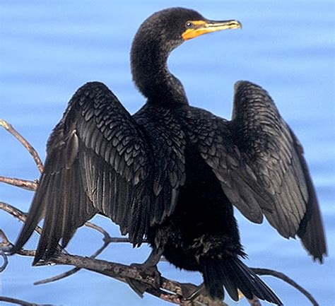 Unveiling the Great Cormorant's Habitats