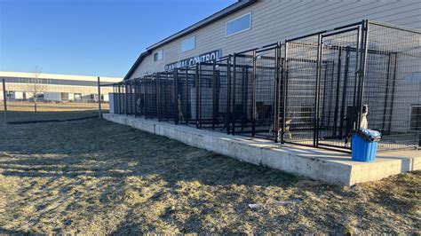 Unveiling the Haven of Hope for Abandoned Souls: Lee County Animal Shelter