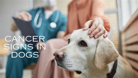 Unveiling the Hidden Danger: A Comprehensive Guide to Recognizing and Managing Cancer Signs in Dogs