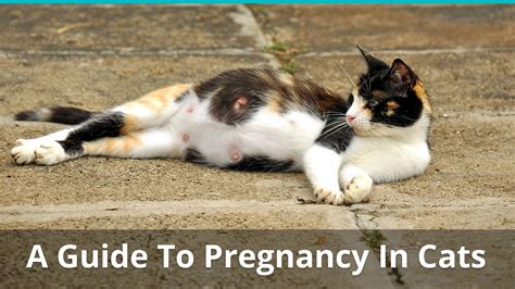 Unveiling the Hidden Signs: A Comprehensive Guide to Recognizing Pregnancy in Cats