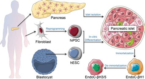 Unveiling the Intricate Dance of Islets and Beta Cells: Unlocking Diabetes Control