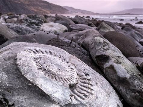 Unveiling the Jurassic Coast's Fossils