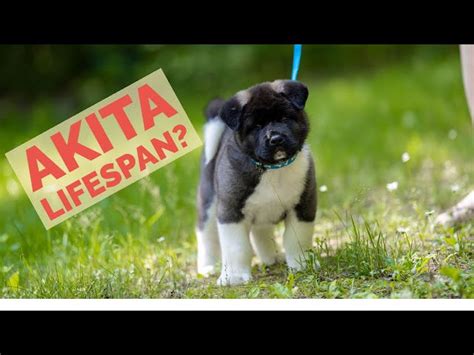 Unveiling the Life Expectancy of the Akita Dog: A Comprehensive Guide