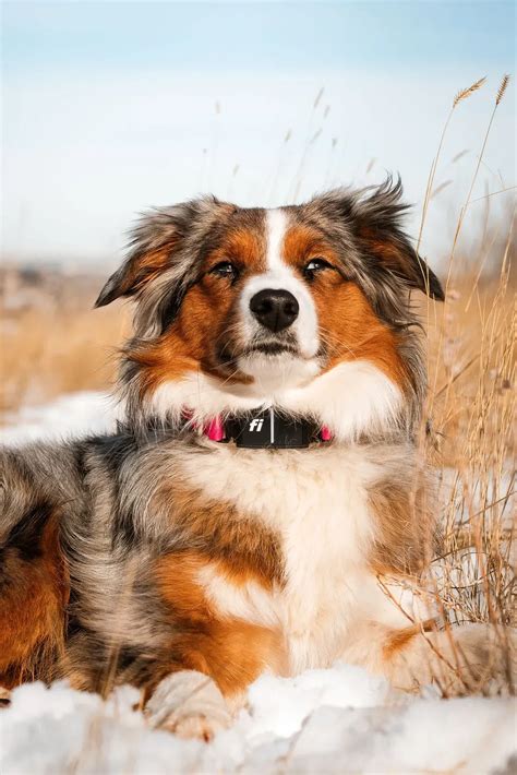 Unveiling the Life Expectancy of the Endearing Australian Shepherd: A Comprehensive Guide