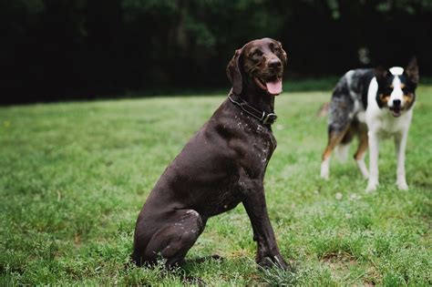 Unveiling the Life Expectancy of the German Shorthaired Pointer: A Comprehensive Guide