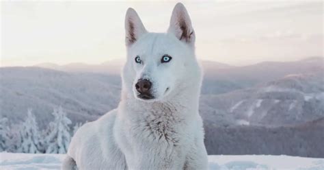 Unveiling the Longevity of the Siberian Husky: A Journey through Their Lifespan