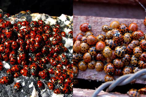 Unveiling the Magic of Bugalugs Ladybug: A Resolution to Your Home's Pest Woes in 2025