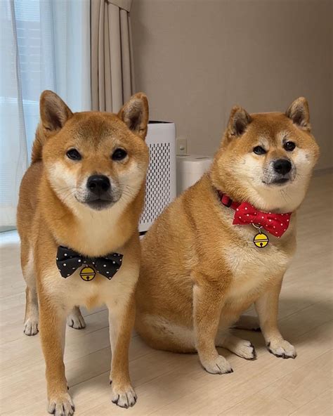 Unveiling the Magic of Shiba Adoption: Loyal Companions Await!