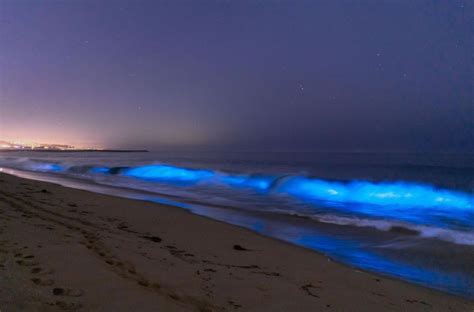 Unveiling the Magical Newport Beach Bioluminescent Waves: A Comprehensive Guide