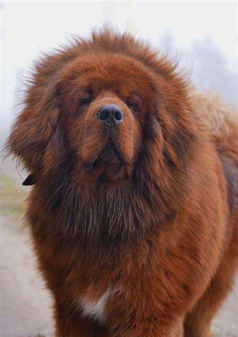 Unveiling the Majestic Tibetan Mastiff: A Comprehensive Guide