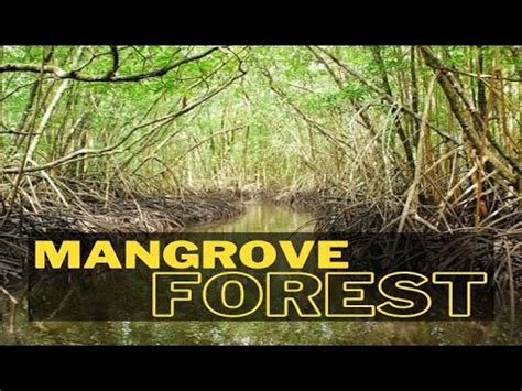 Unveiling the Mangrove's Secrets