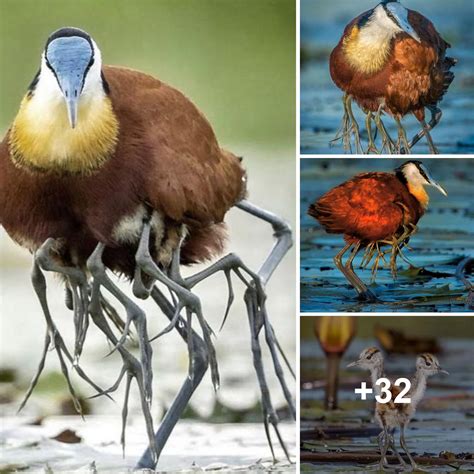 Unveiling the Marvels of Bird Legs: A Comprehensive Guide