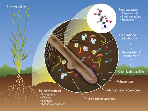 Unveiling the Mikabrbs: A Comprehensive Guide to the Microorganisms Influencing Root Health