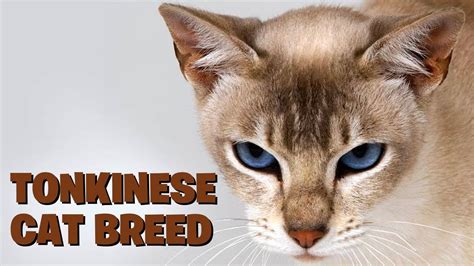 Unveiling the Most Adorable Cat Breeds: A Comprehensive Guide to Feline Charm