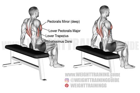 Unveiling the Muscular Symphony of Dips: A Comprehensive Guide to Targeted Strengthening