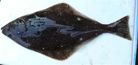 Unveiling the Mystery: Halibut Meaning and Why You Should Care