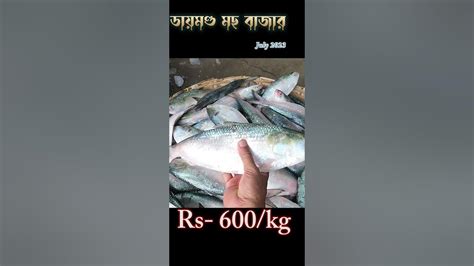 Unveiling the Mystery: Hilsa Fish Price in Kolkata for Savvy Seafood Lovers