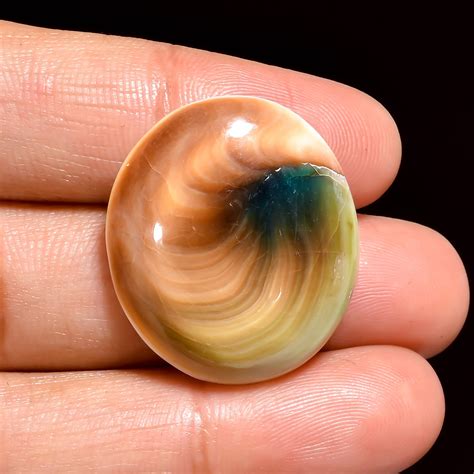 Unveiling the Mystical Shiva Eye Shell: A Journey into Nature's Sacred Gem