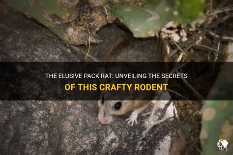 Unveiling the Pack Rat Advantage