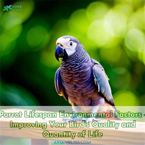 Unveiling the Parrot's Extended Lifespan: A Journey into the Realm of Avian Longevity