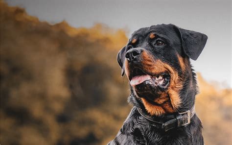 Unveiling the Perfect Name for Your Female Rottweiler: A Comprehensive Guide