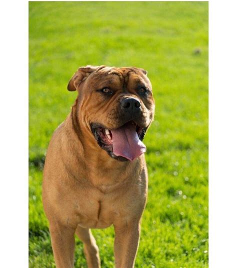 Unveiling the Potent Pit/Mastiff Mix: A Comprehensive Guide