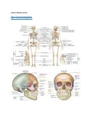 Unveiling the Potential of Skeletal Systems