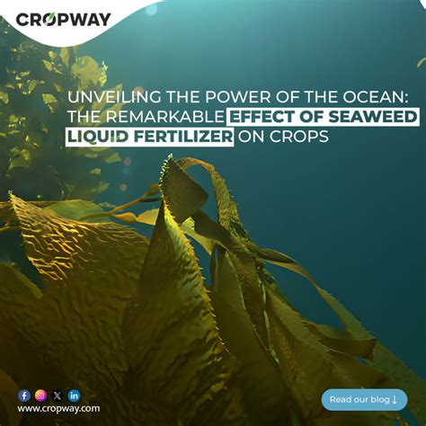 Unveiling the Power of Liquid Seaweed Fertilizer