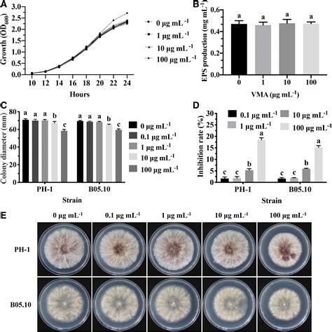 Unveiling the Power of Validamycin: A Game-Changer in Plant Protection